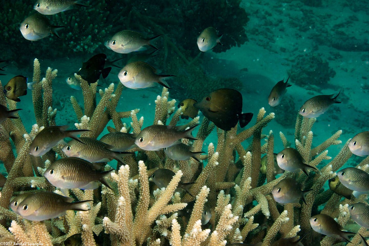Chromis ternatensis (Ternate Chromis)