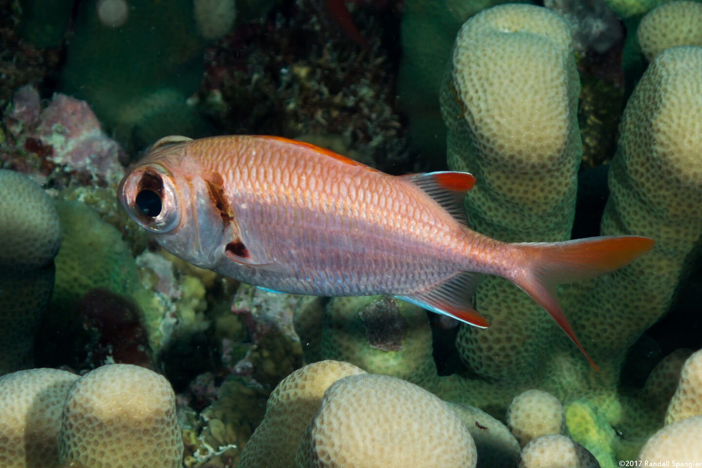 Myripristis kuntee (Pearly Soldierfish)