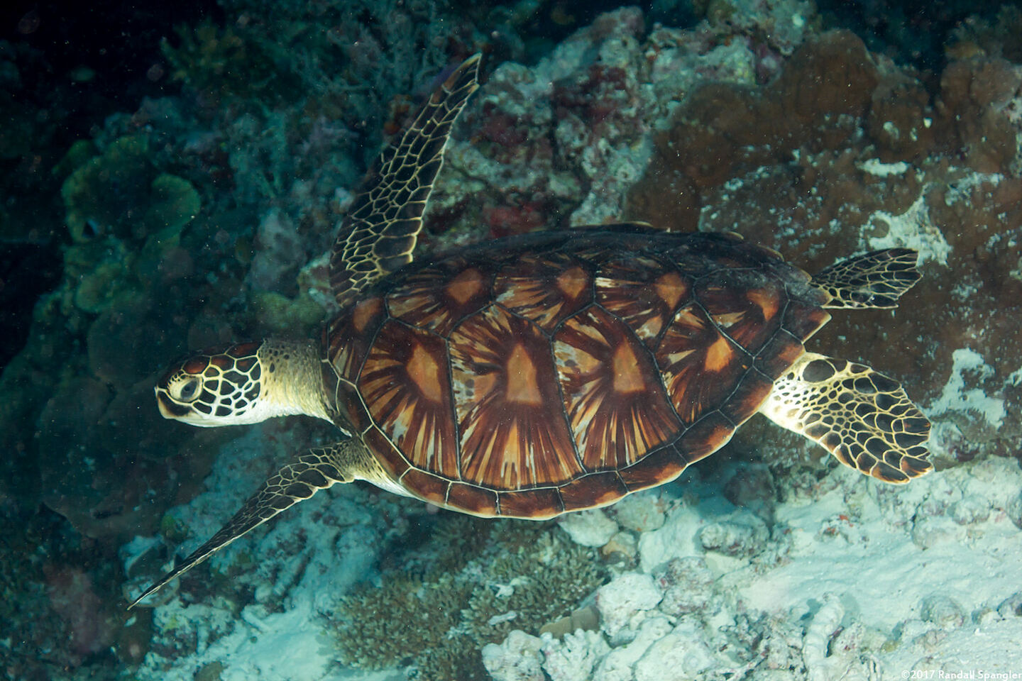 Chelonia mydas (Green Sea Turtle)