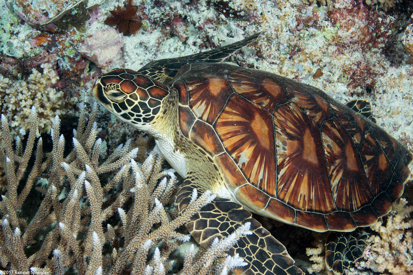 Chelonia mydas (Green Sea Turtle)