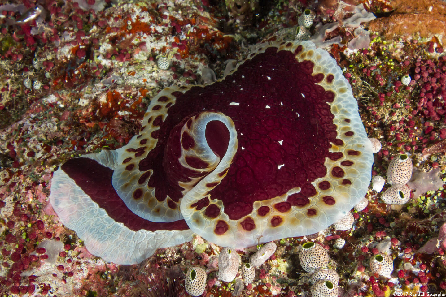 Pleurobranchus grandis (Grand Pleurobranch)