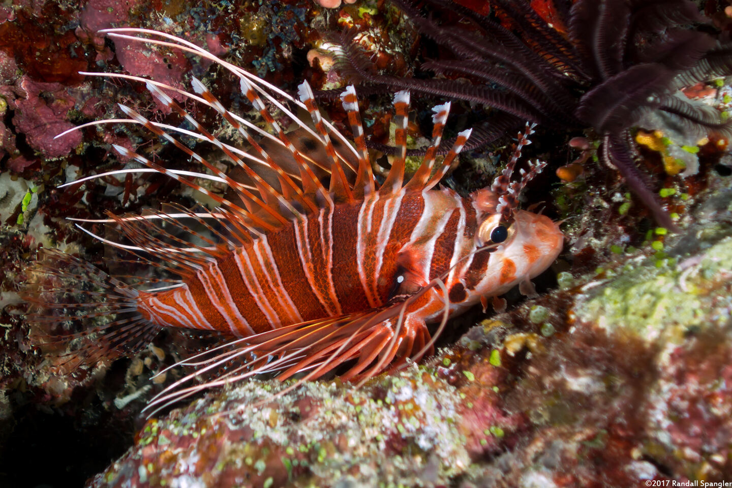 Pterois antennata (Spotfin Lionfish)