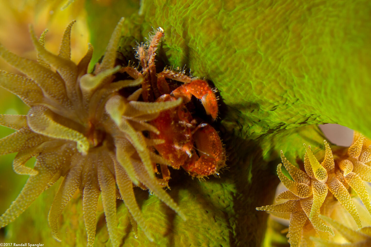 Quadrella boopsis (Hairy Coral Crab)