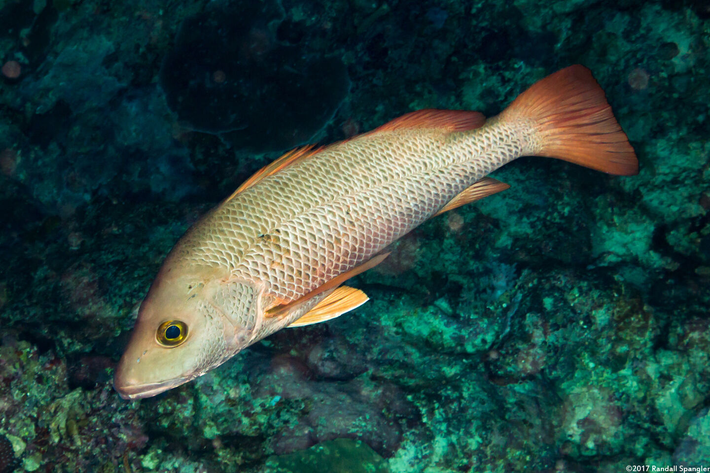 Lutjanus argentimaculatus (Mangrove Snapper)