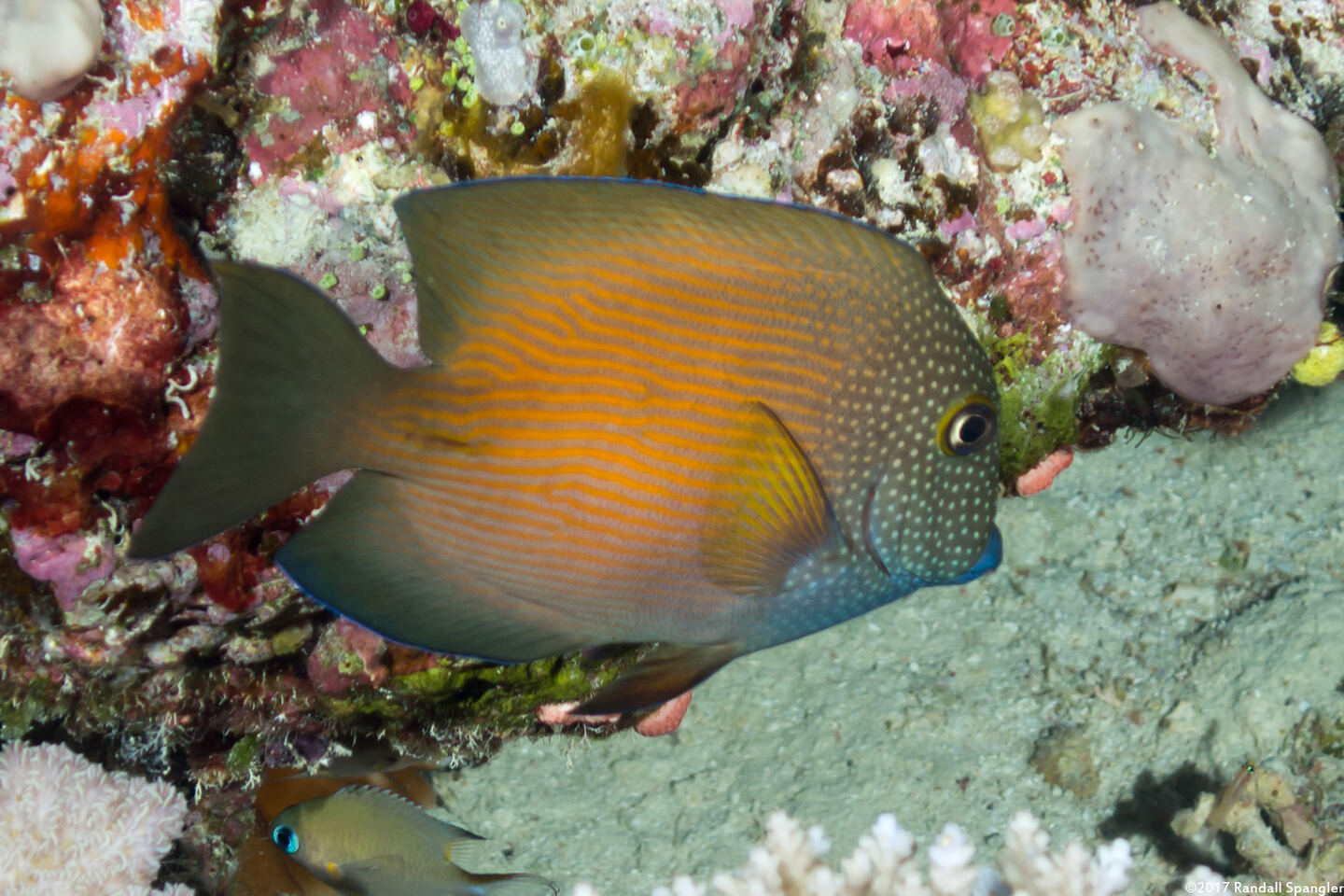 Ctenochaetus cyanocheilus (Bluelipped Bristletooth)