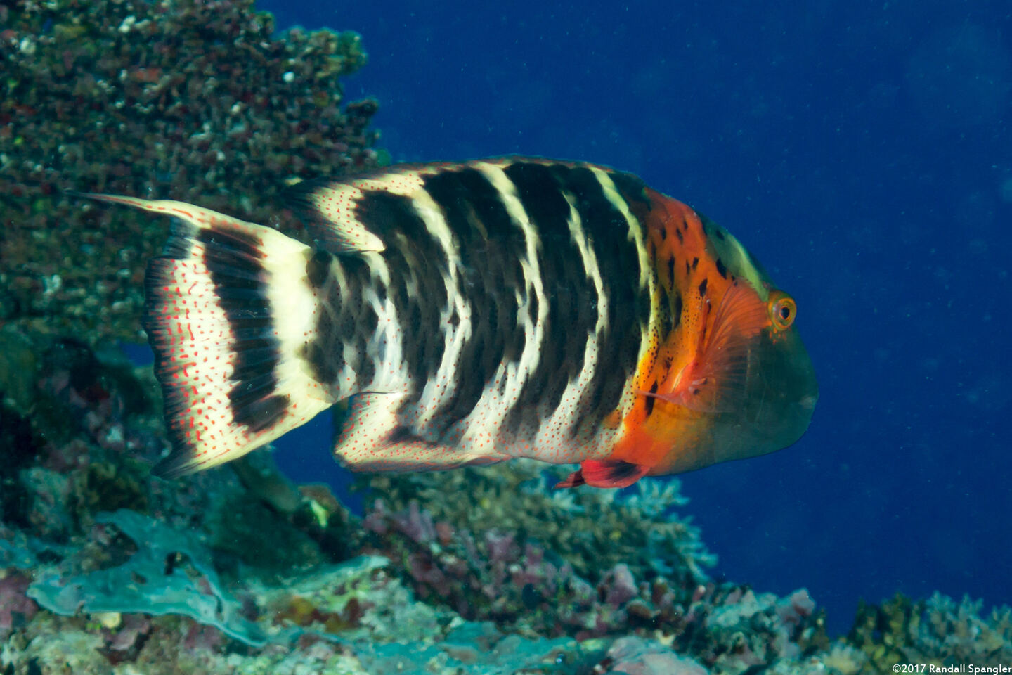 Cheilinus fasciatus (Redbreasted Wrasse)