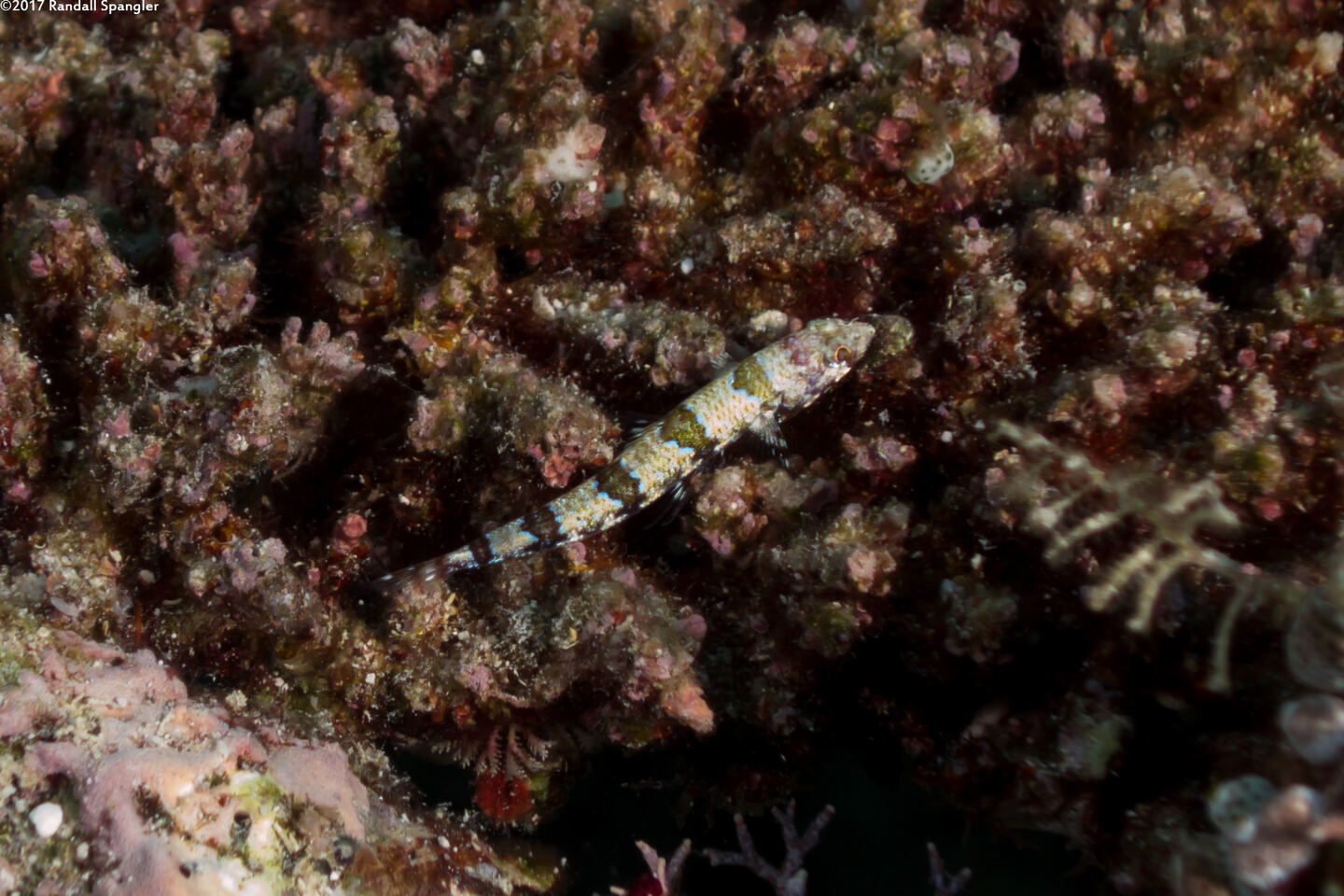 Synodus binotatus (Twospot Lizardfish)