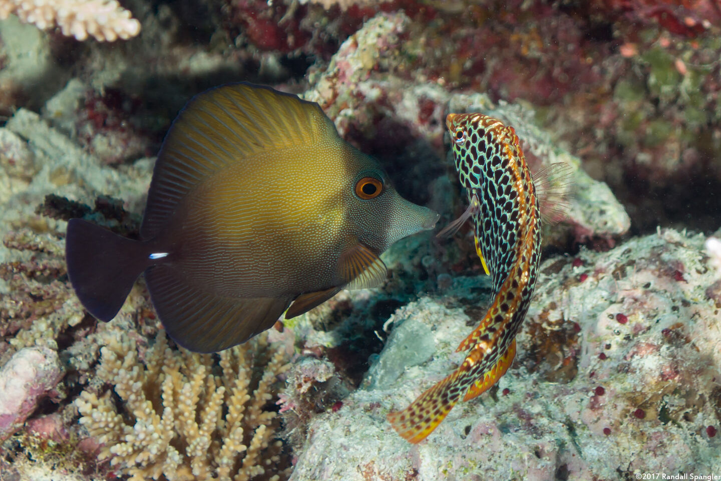 Zebrasoma scopas (Brushtail Tang)