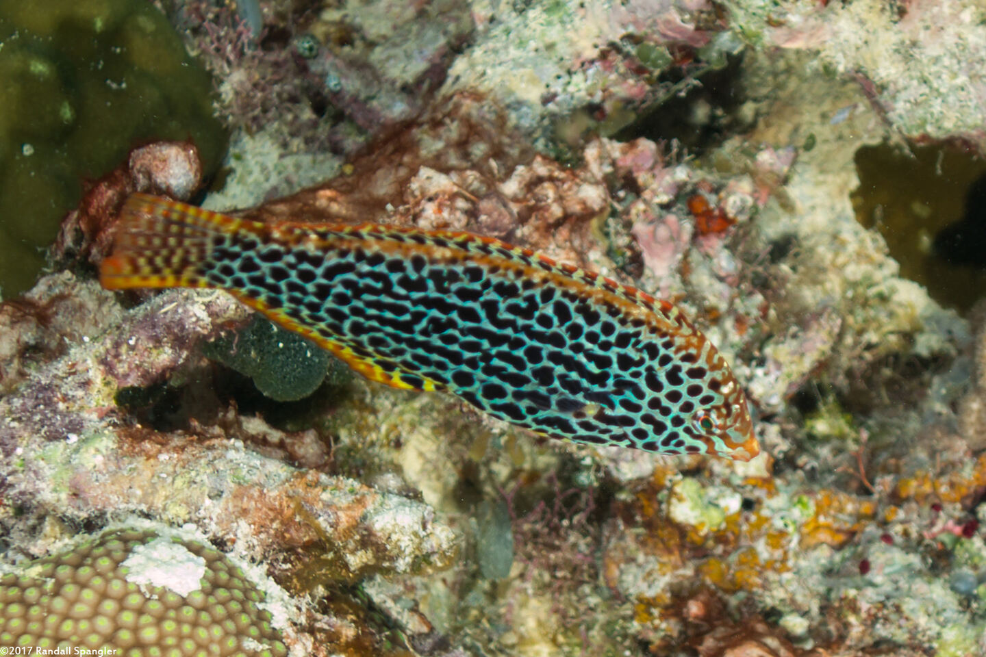 Macropharyngodon meleagris (Leopard Wrasse)