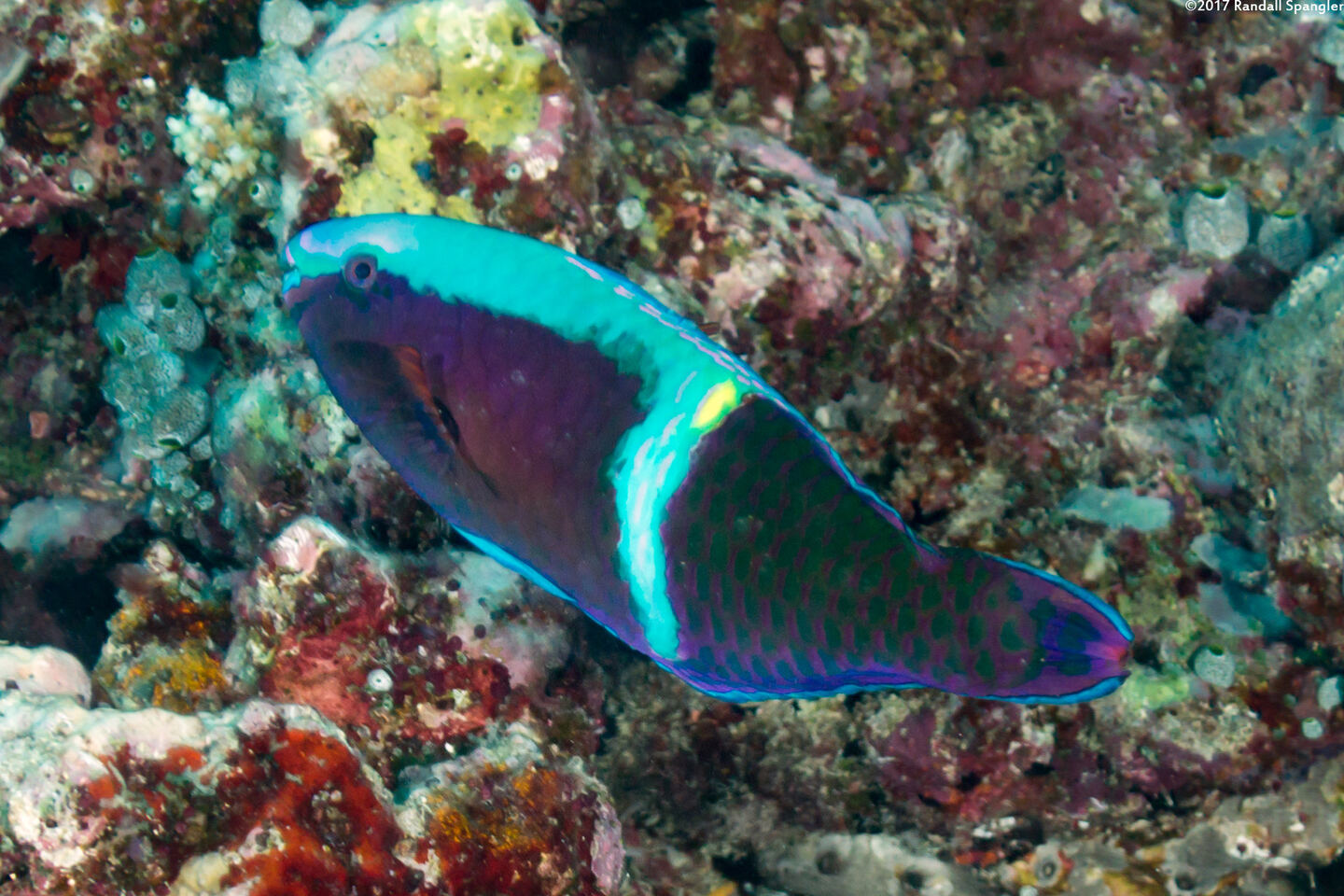 Scarus schlegeli (Yellowbar Parrotfish)
