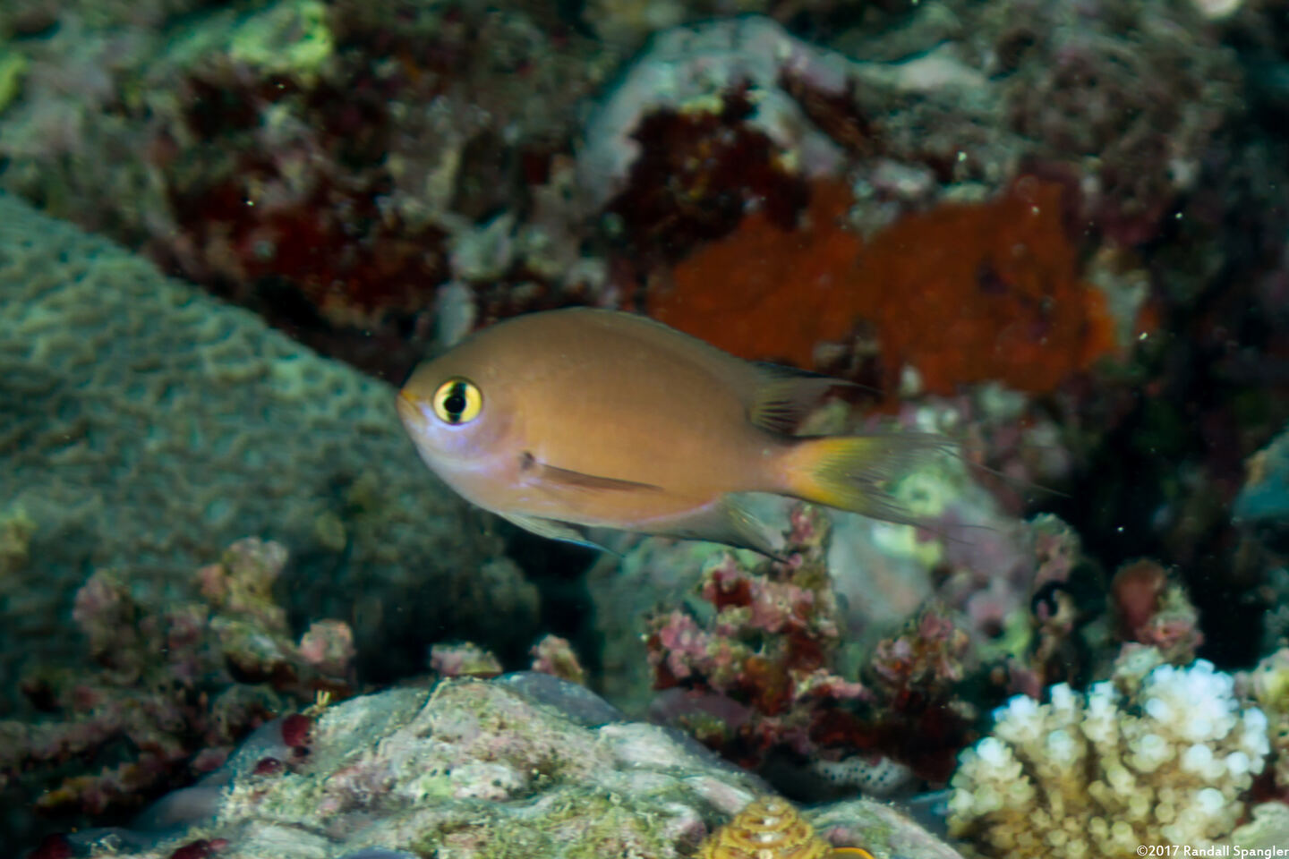 Chromis atripes (Darkfin Chromis)