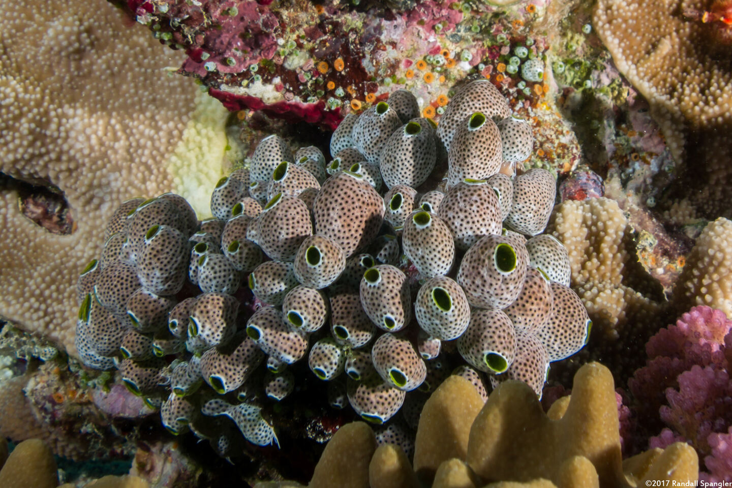 Atriolum robustum (Robust Sea Squirt)