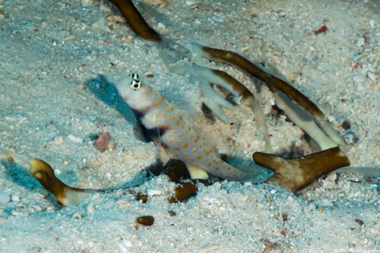 Amblyeleotris guttata (Spotted Shrimpgoby)