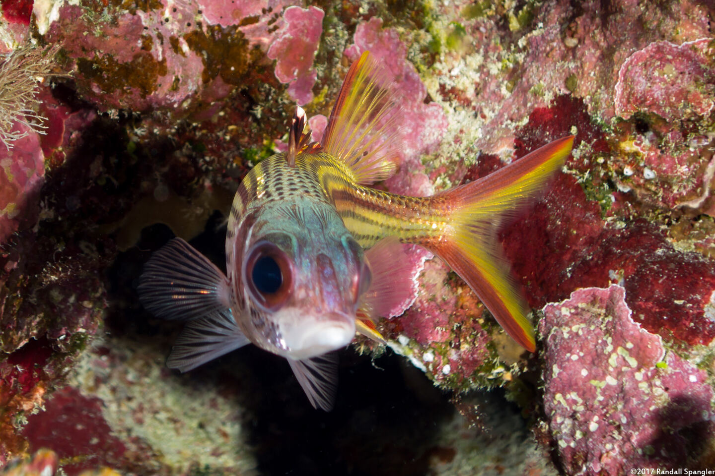 Neoniphon sammara (Spotfin Squirrelfish)