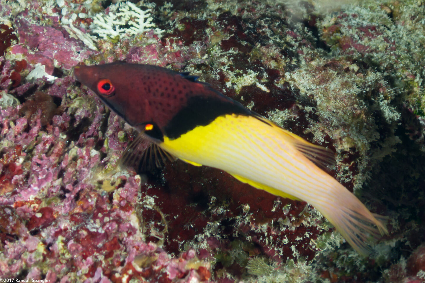 Bodianus mesothorax (Blackbelt Hogfish)