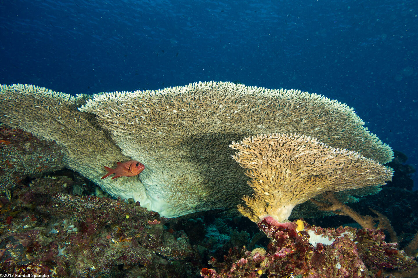 Acropora cytherea (Table Coral)