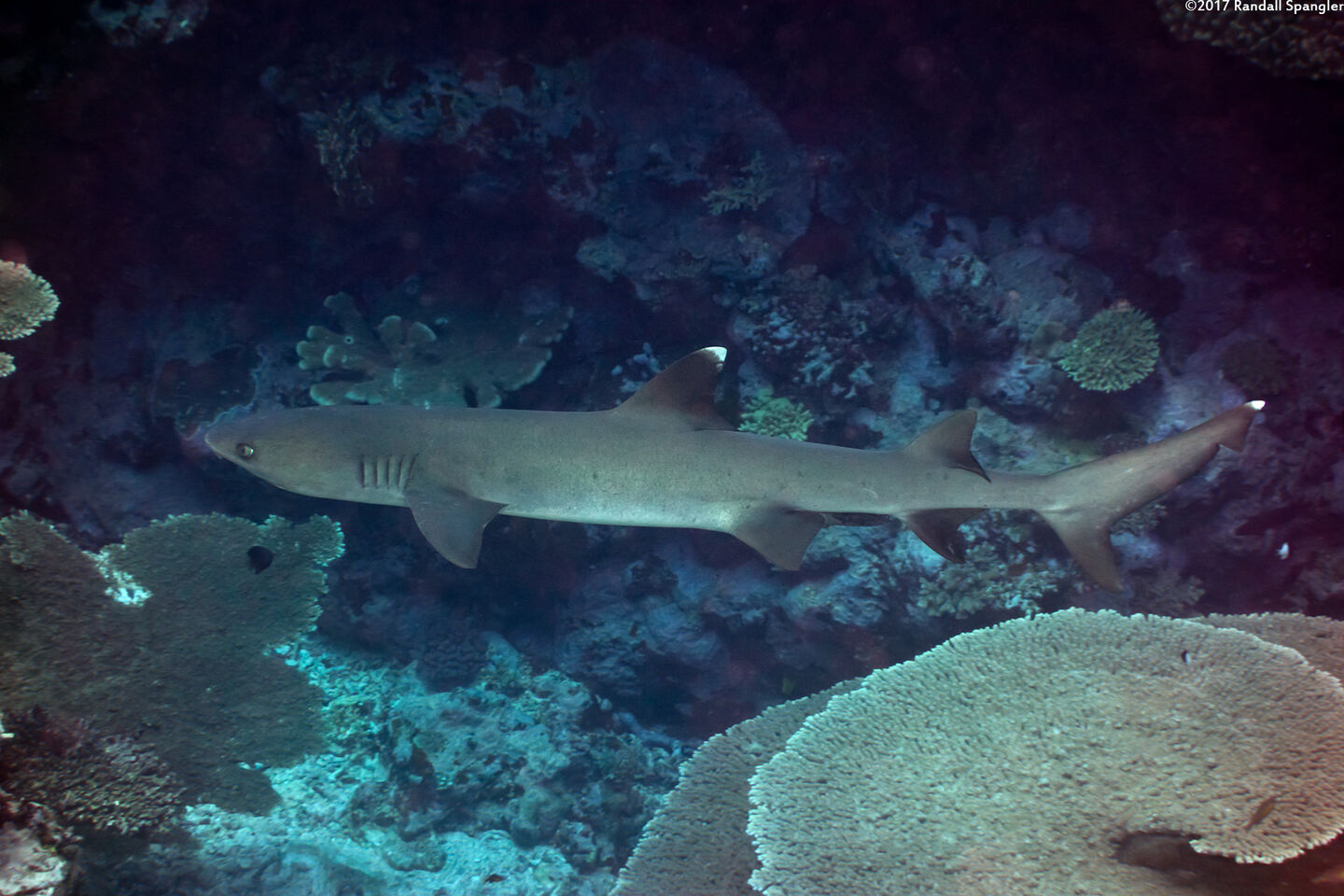 Triaenodon obesus (Whitetip Reef Shark)