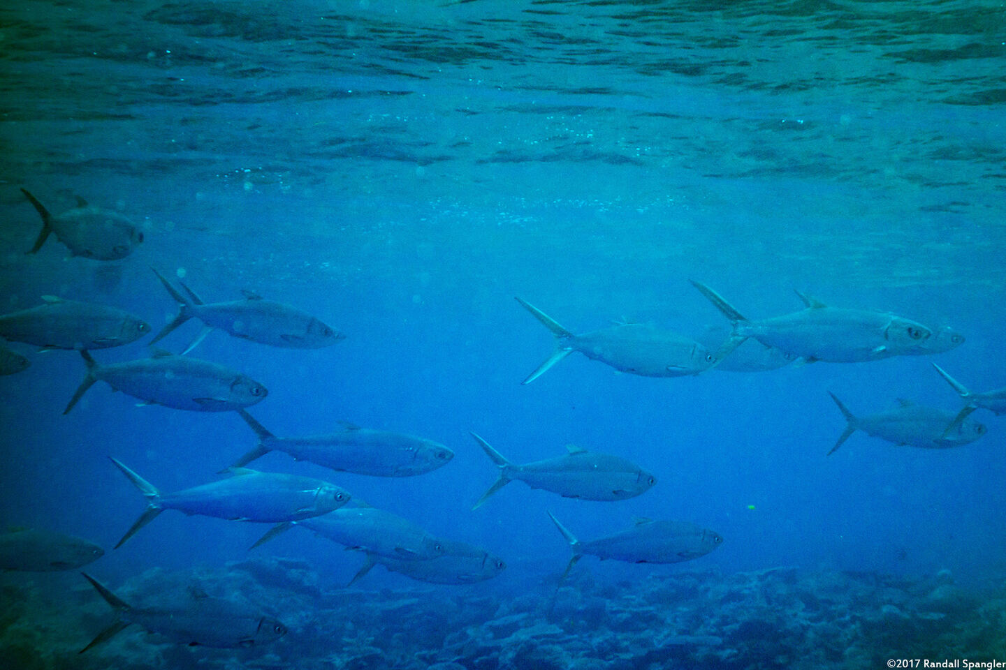 Chanos chanos (Milkfish)