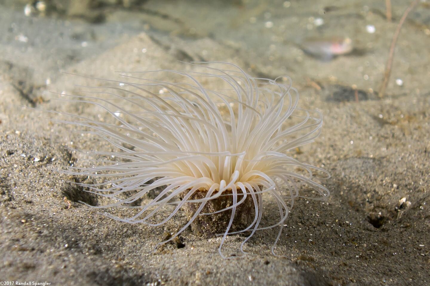 Pachycerianthus fimbriatus (Tube-Dwelling Anemone)