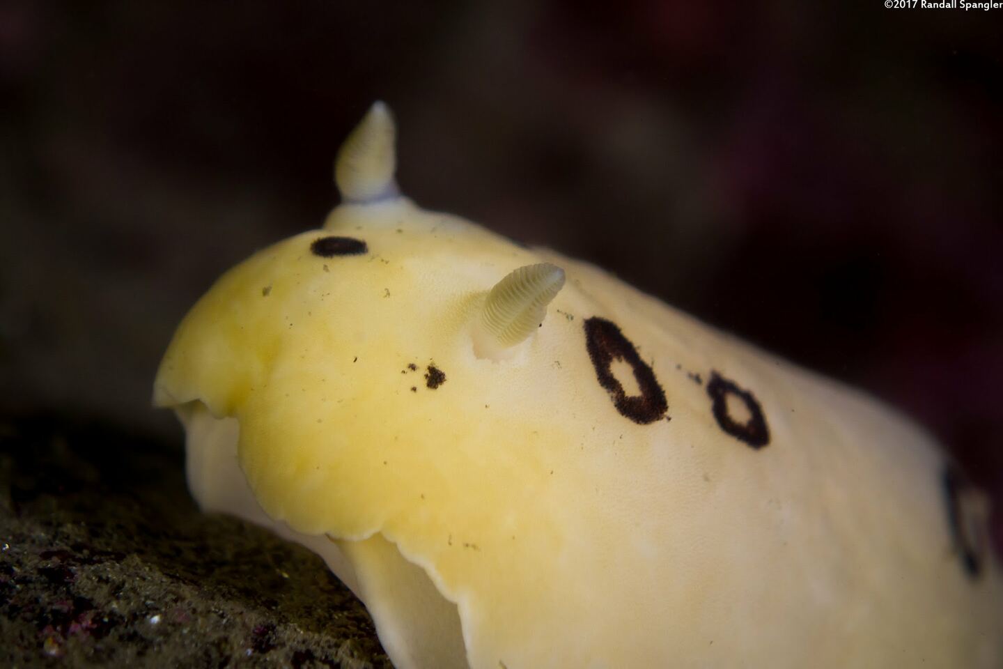 Diaulula sandiegensis (San Diego Dorid)
