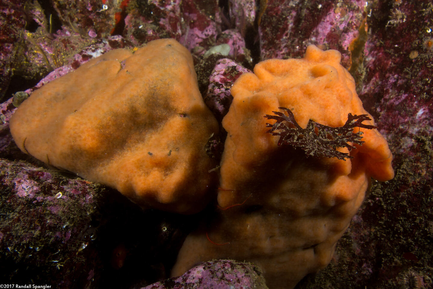 Aplidium californicum (Sea Pork)