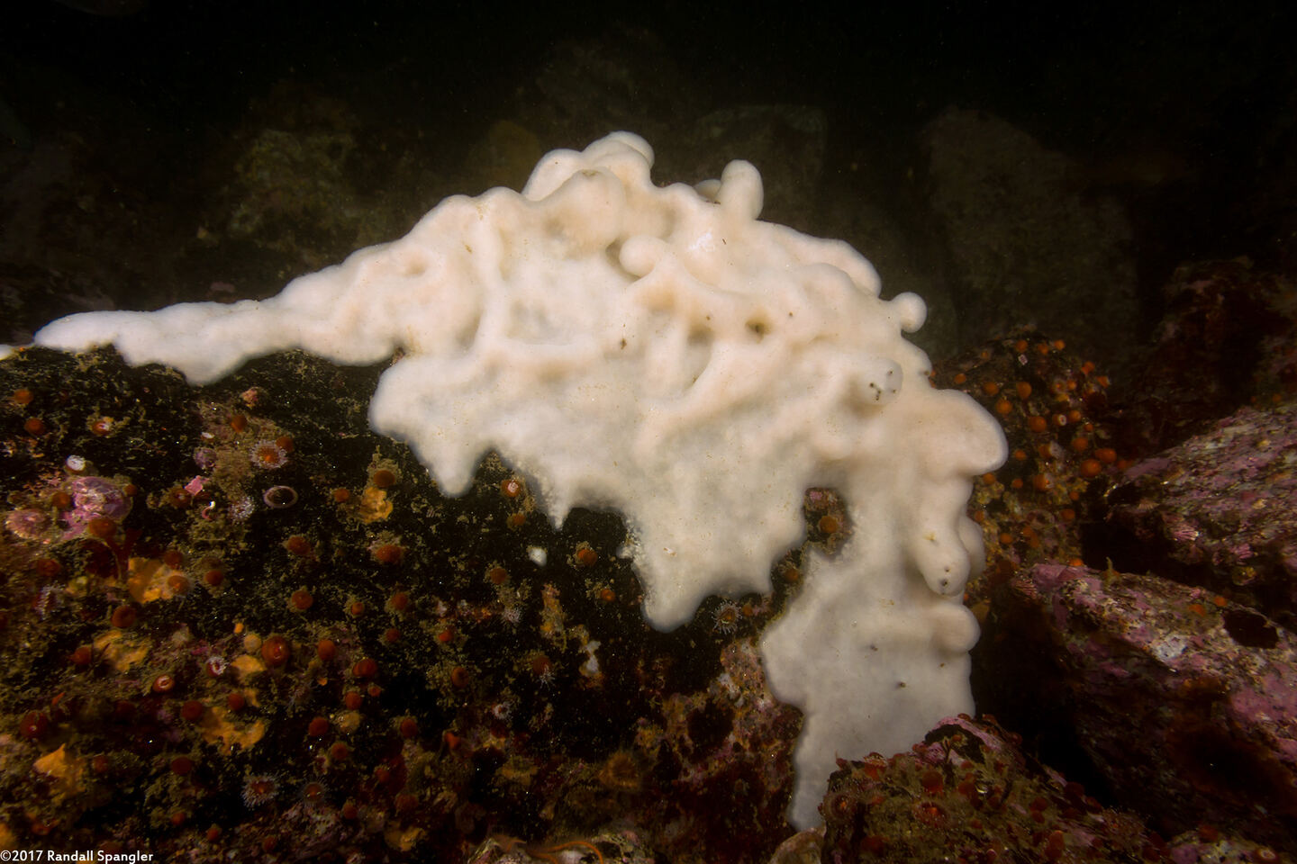 Cystodytes lobatus (Lobed Compound Tunicate)