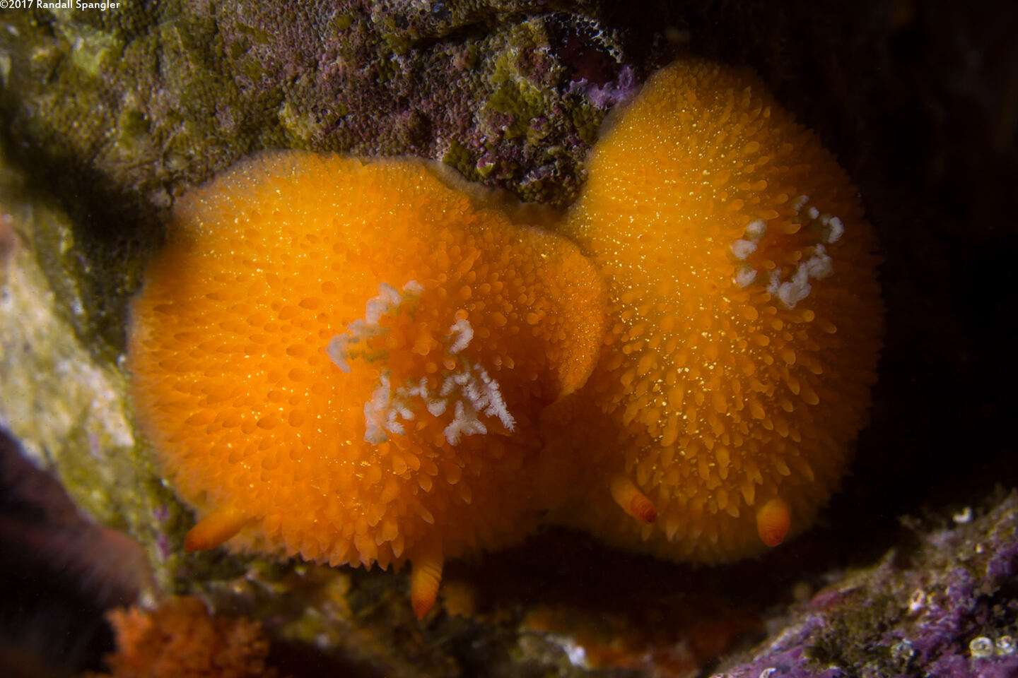 Acanthodoris lutea (Yellow Horned Dorid)