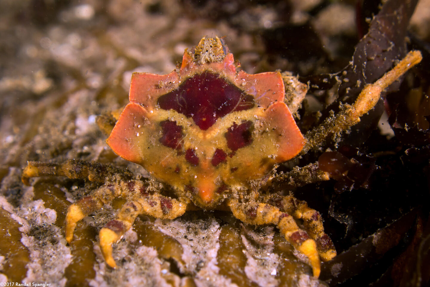 Pugettia foliata (Foliate Kelp Crab)