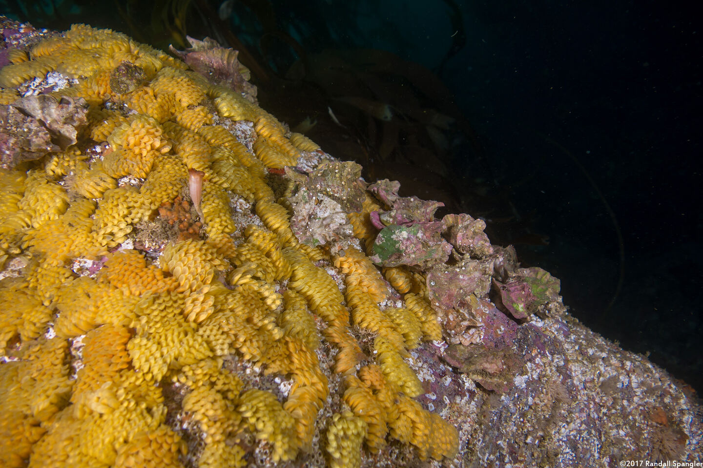 Ceratostoma foliatum (Leafy Hornmouth); Laying eggs
