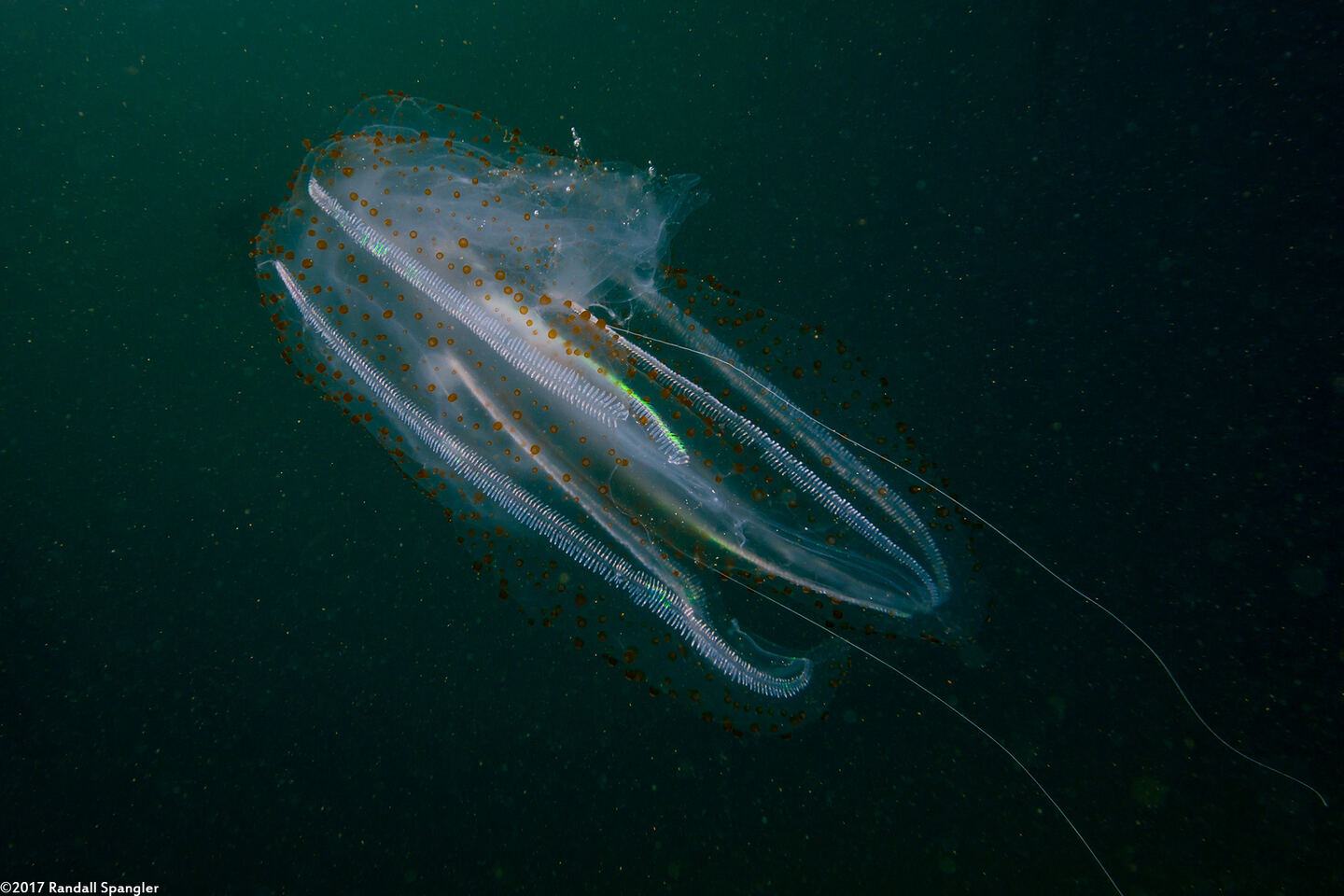 Leucothea pulchra (Leucothea Pulchra)