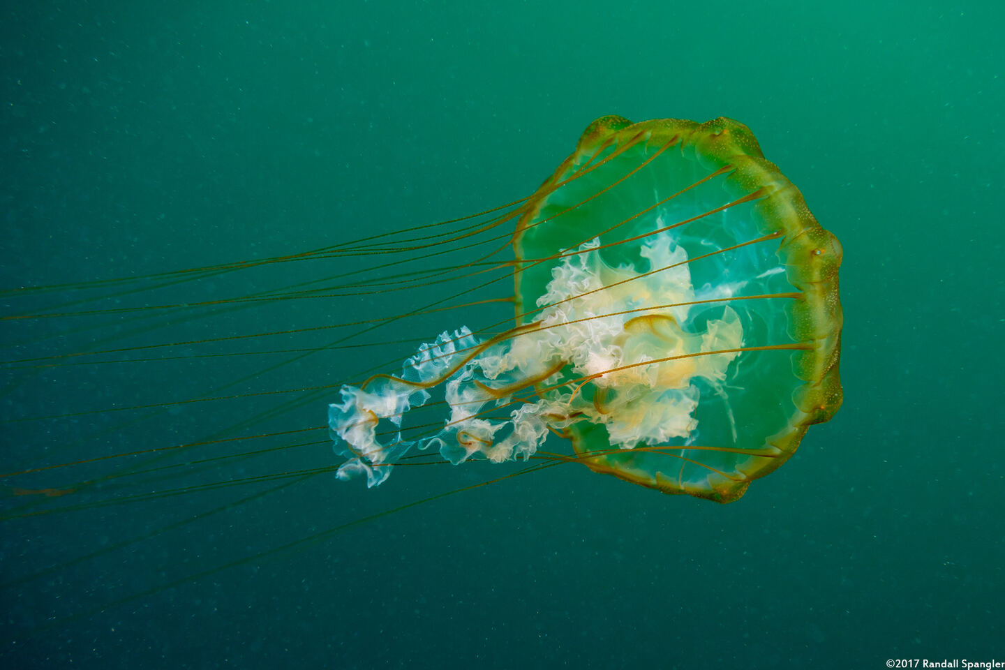 Chrysaora fuscescens (Brown Jellyfish)