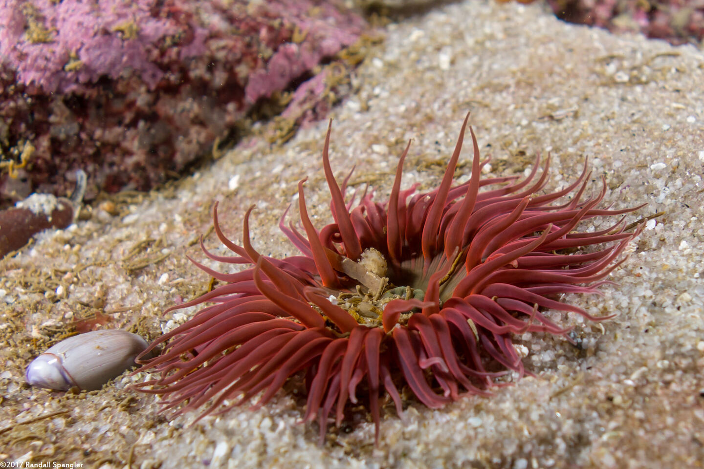 Anthopleura artemisia (Moonglow Anemone)