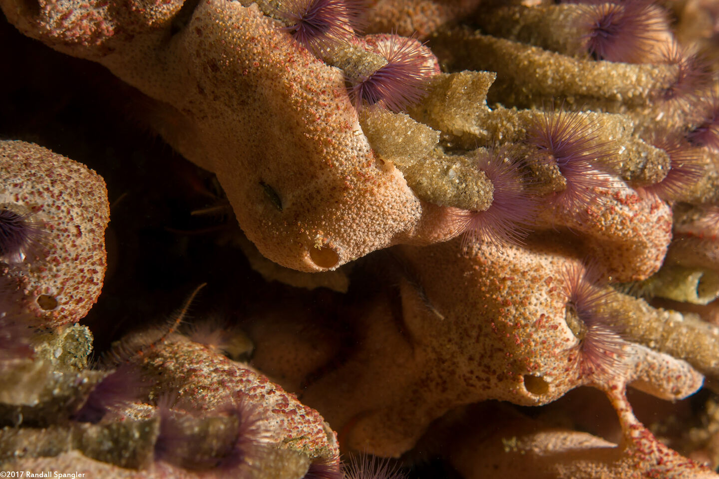 Trididemnum opacum (Trididemnum Opacum)