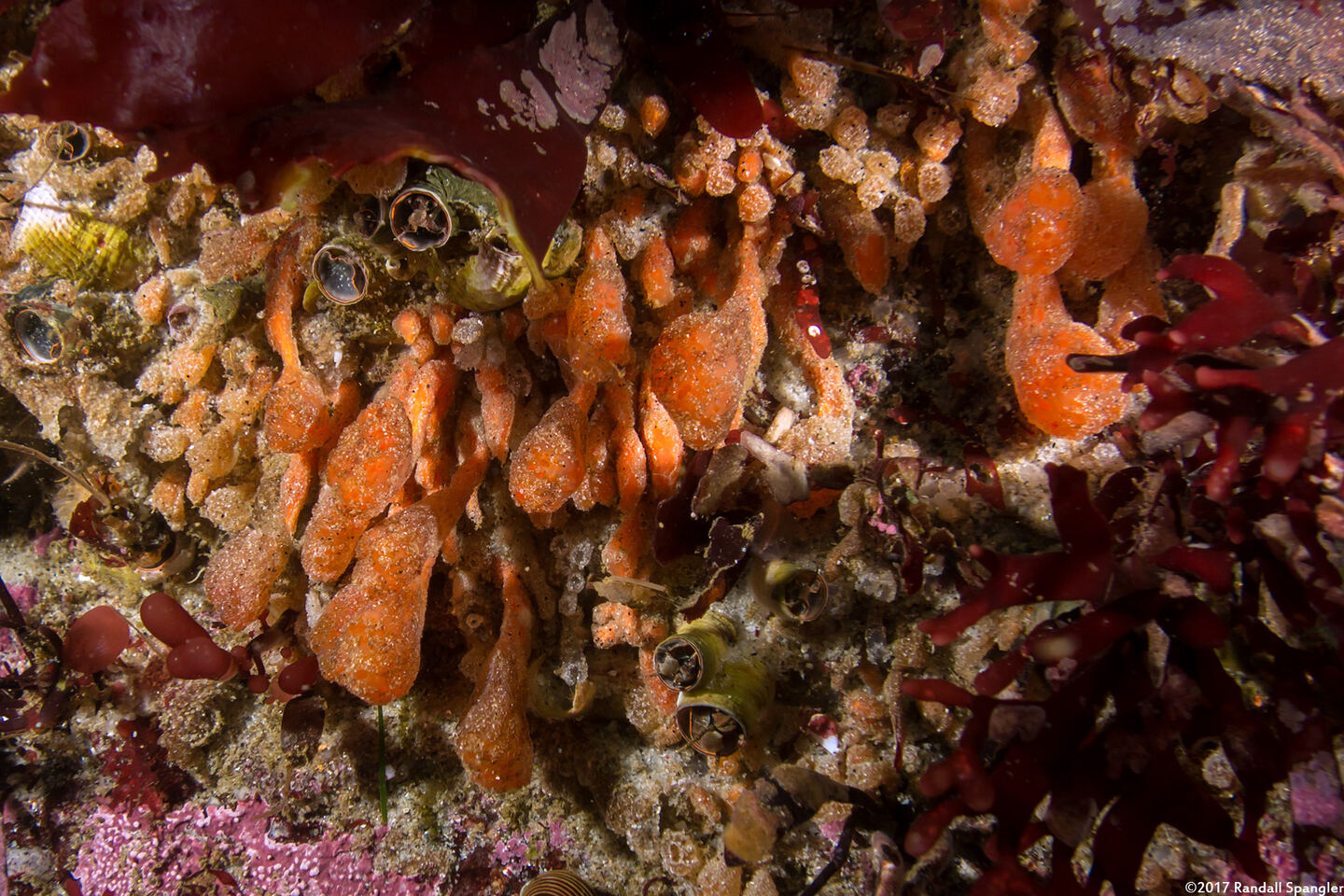 Synoicum parfustis (Synoicum Parfustis)