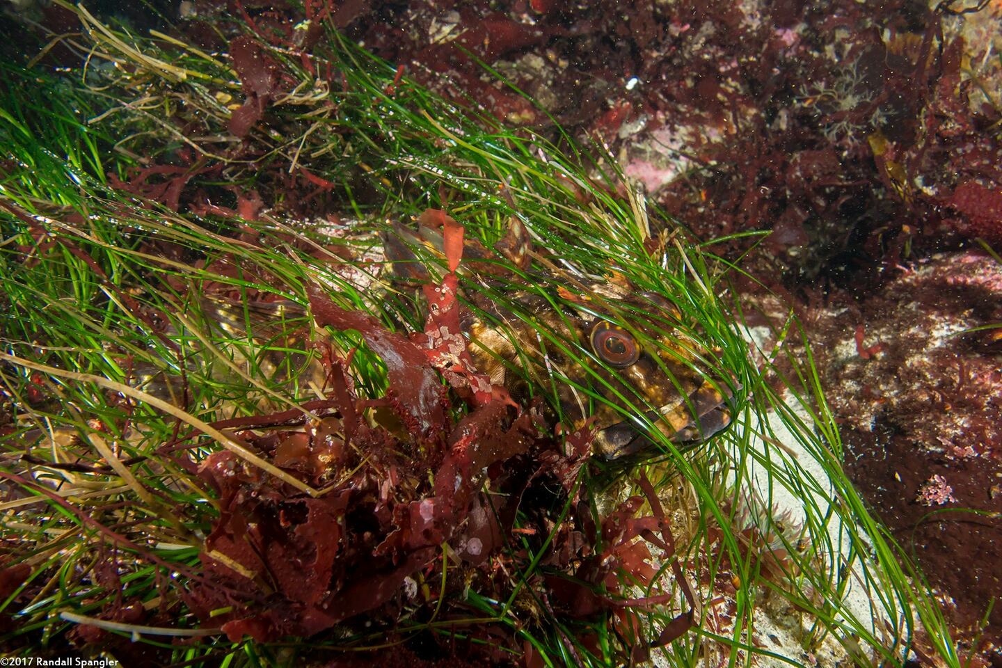 Scorpaenichthys marmoratus (Cabezon)