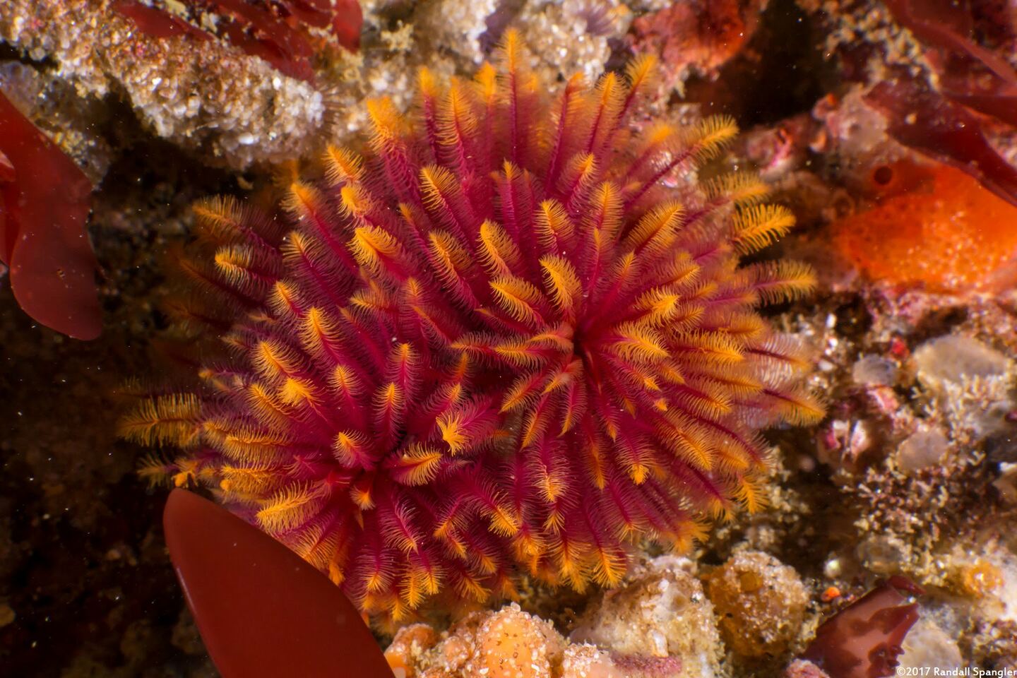 Eudistylia polymorpha (Feather Duster Worm)