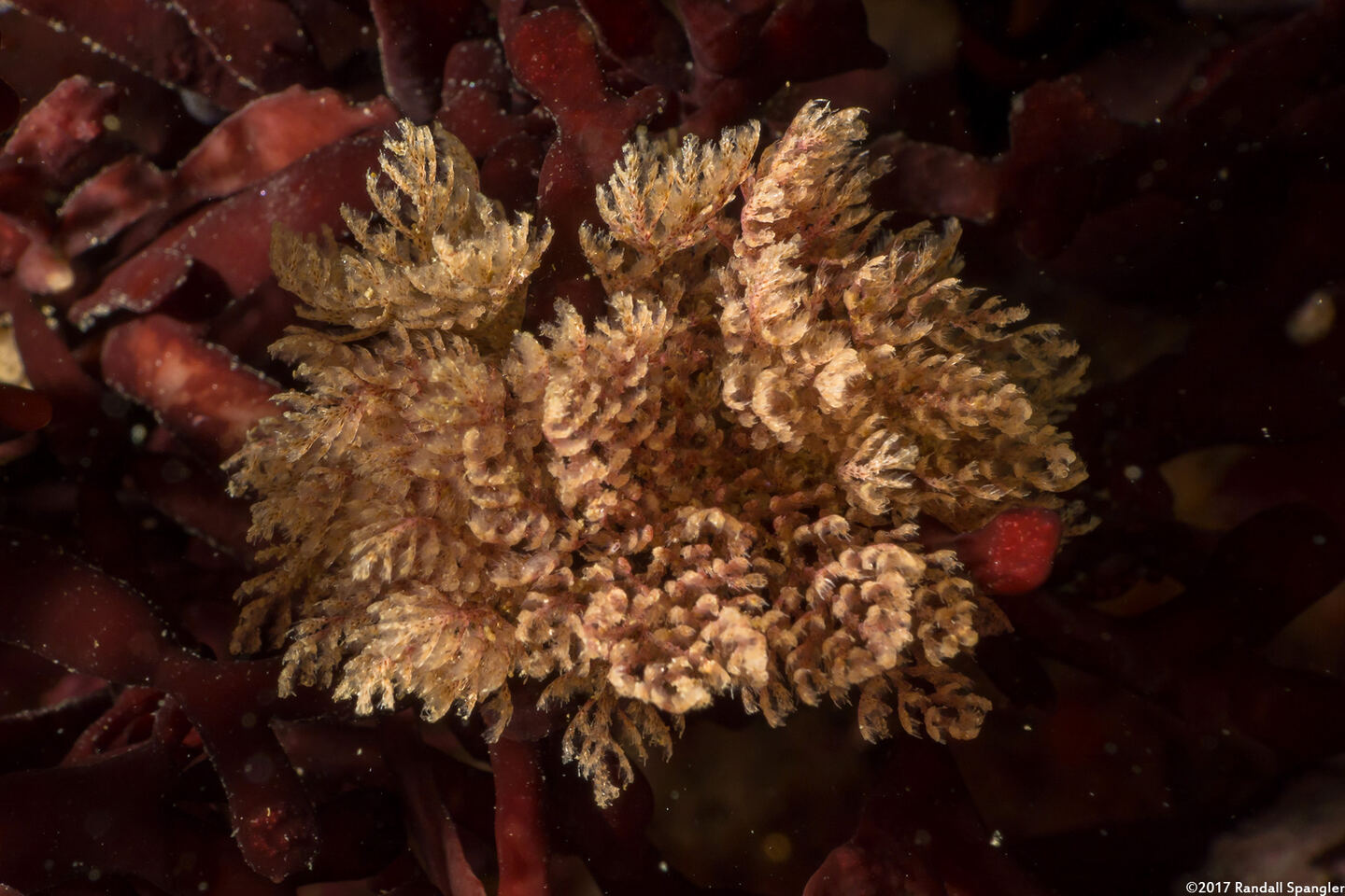 Scrupocellaria sp.1 (Scrupocellaria)