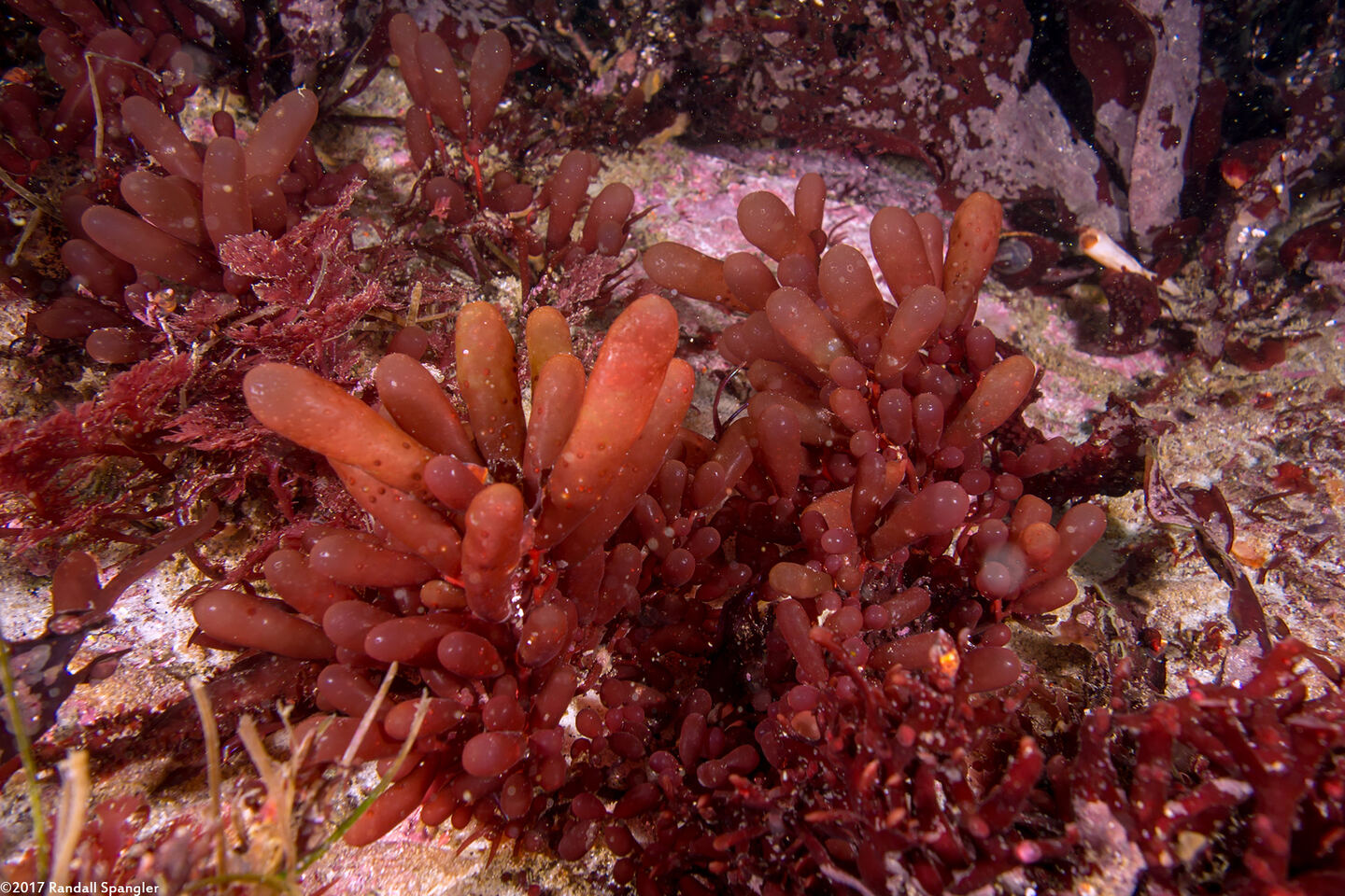Botryocladia pseudodichotoma (Red Sea Grapes)