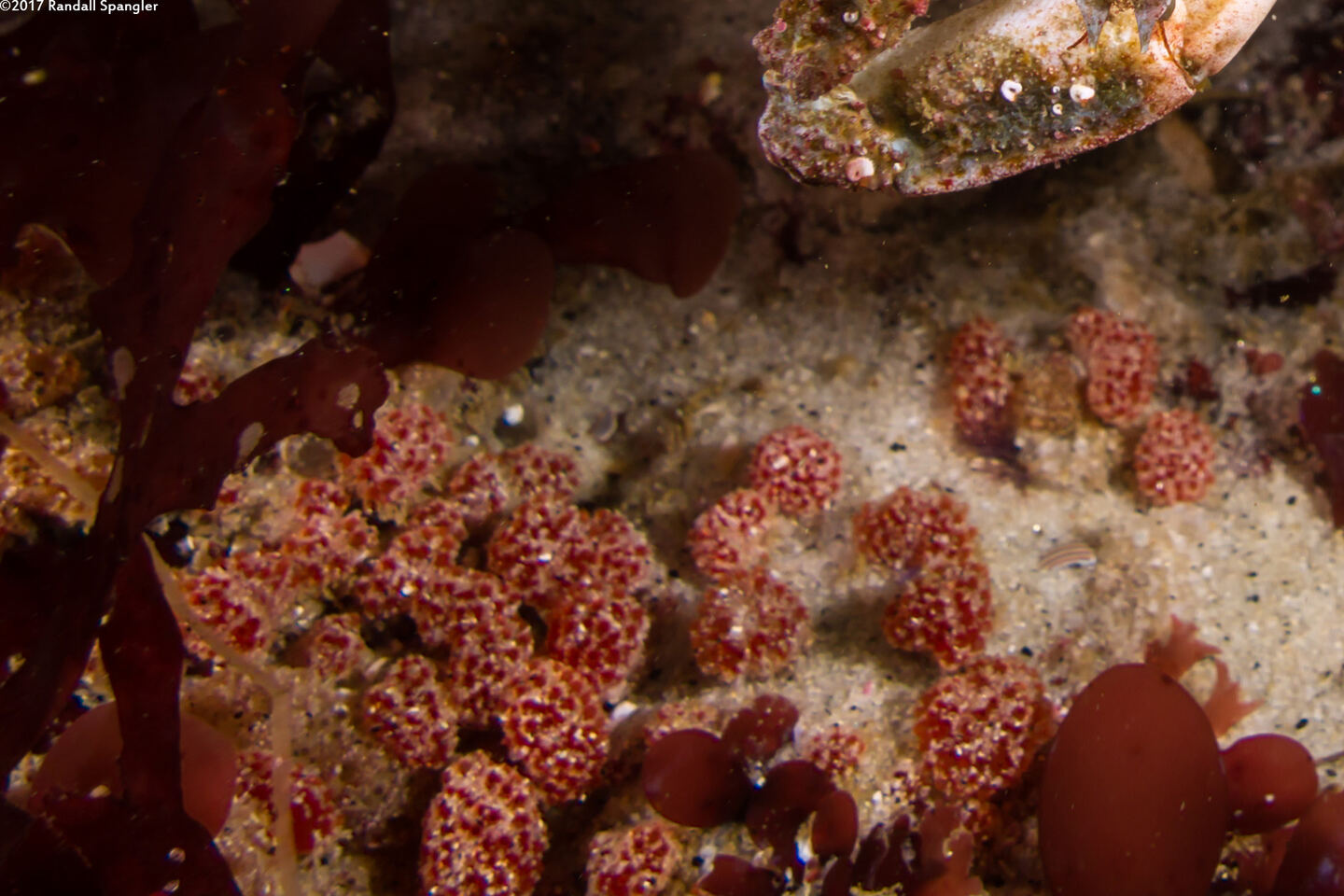 Ritterella rubra (Red Currant Tunicate)