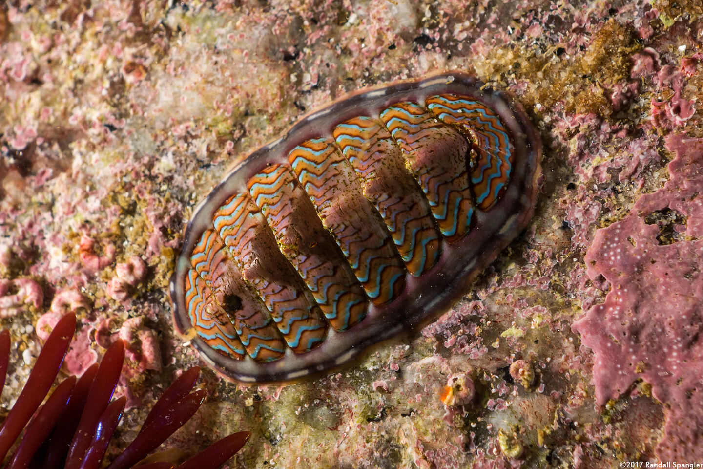 Tonicella lokii (Flame Lined Chiton)