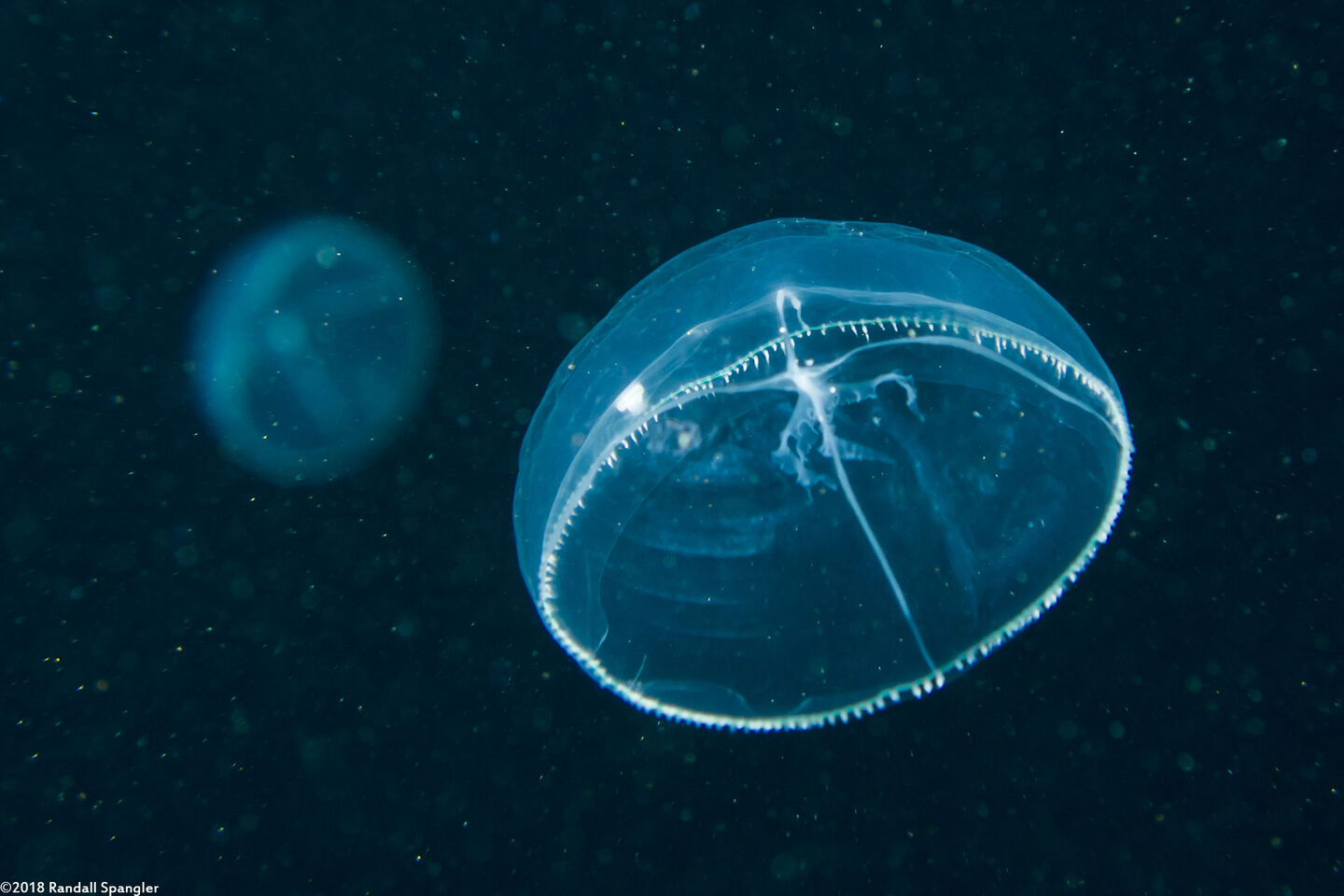 Mitrocoma cellularia (Cross Jelly)
