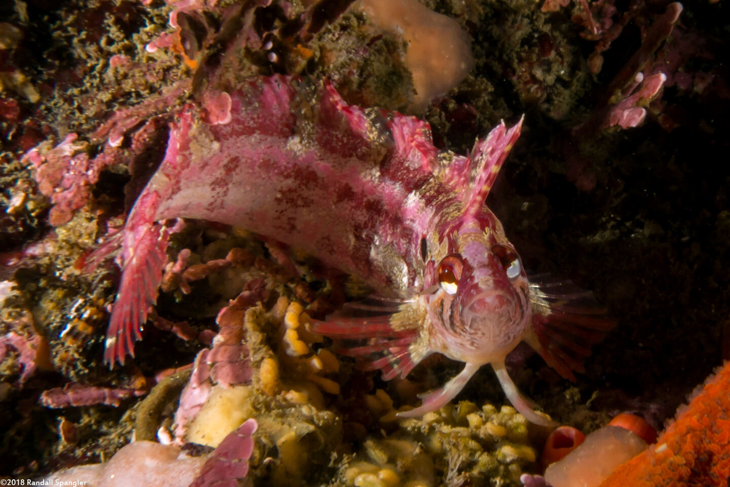 Gibbonsia montereyensis (Crevice Kelpfish)