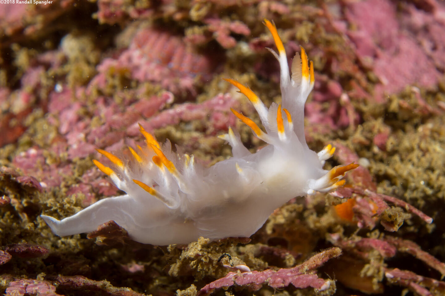 Dendronotus albus (White Dendronotus)