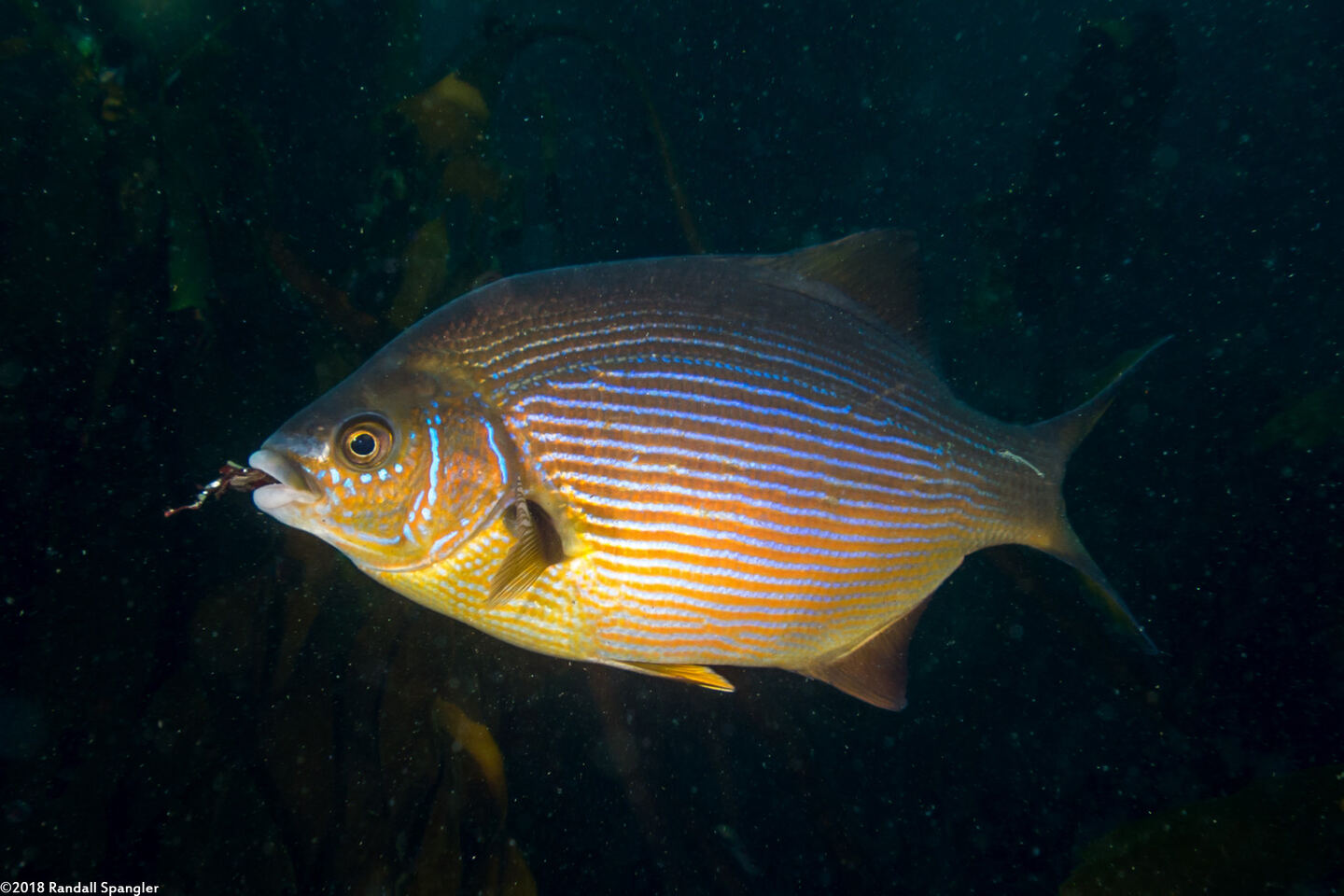 Embiotoca lateralis (Striped Seaperch)
