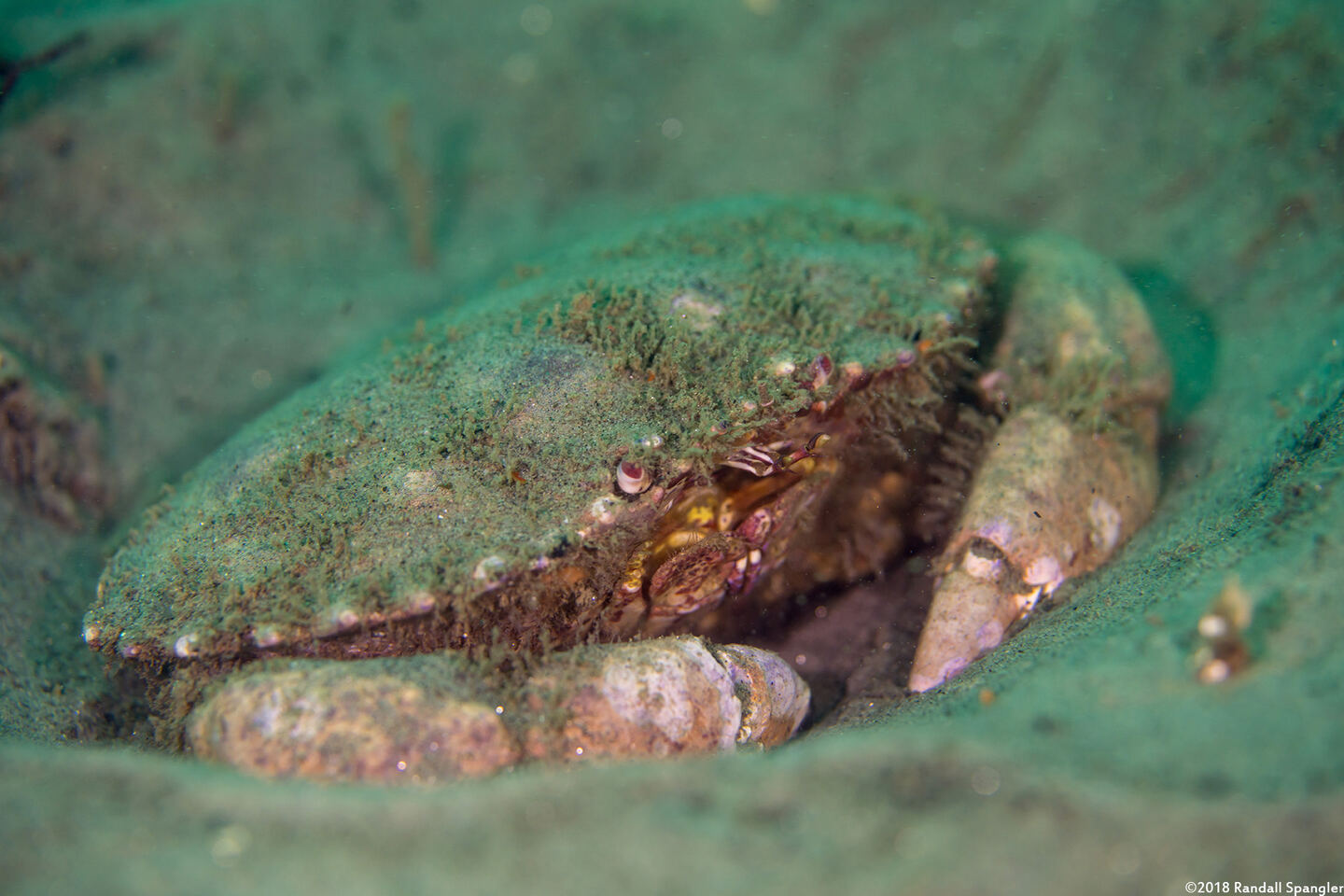 Romaleon antennarium (Pacific Rock Crab)