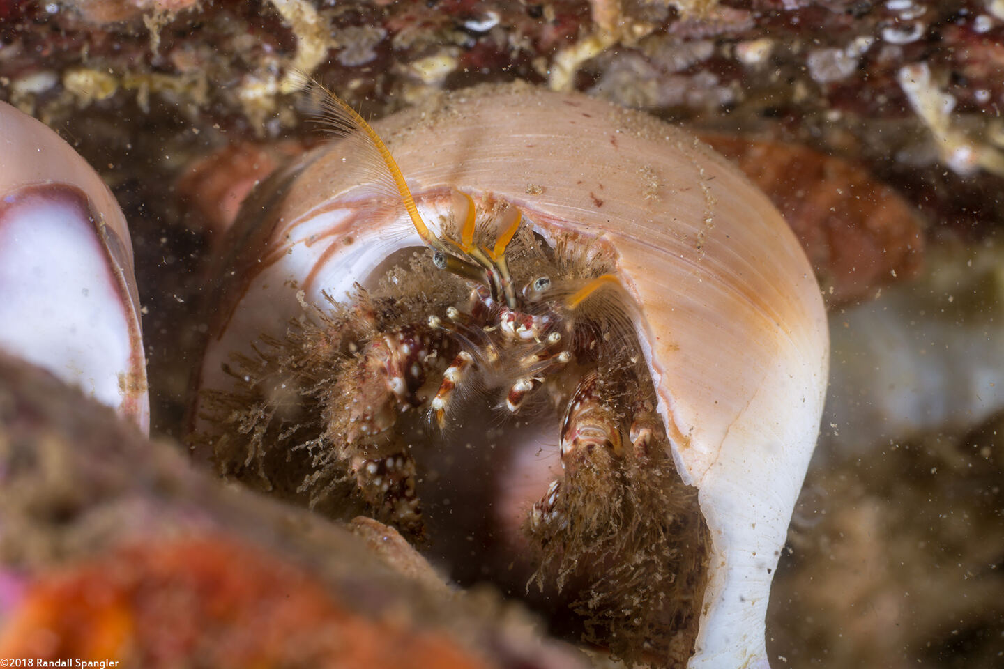 Paguristes ulreyi (Furry Hermit Crab)