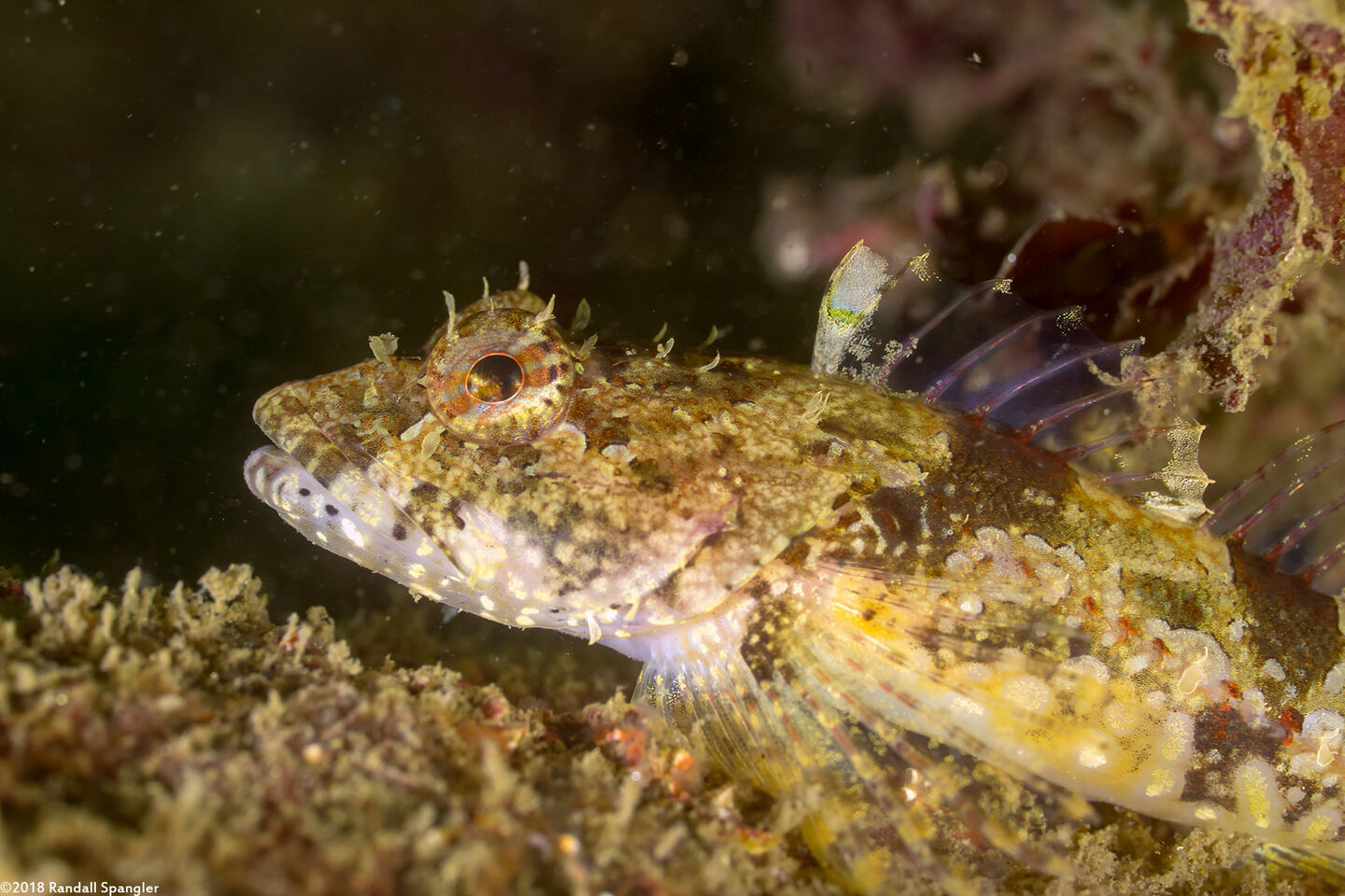 Artedius corallinus (Coralline Sculpin)