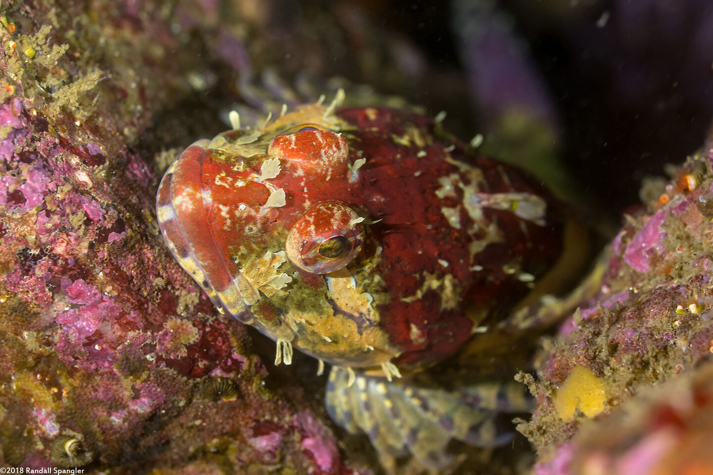 Artedius corallinus (Coralline Sculpin)