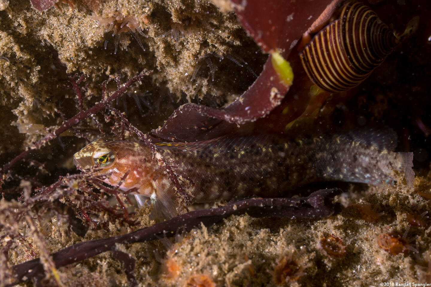 Rathbunella alleni (Stripefin Ronquil)