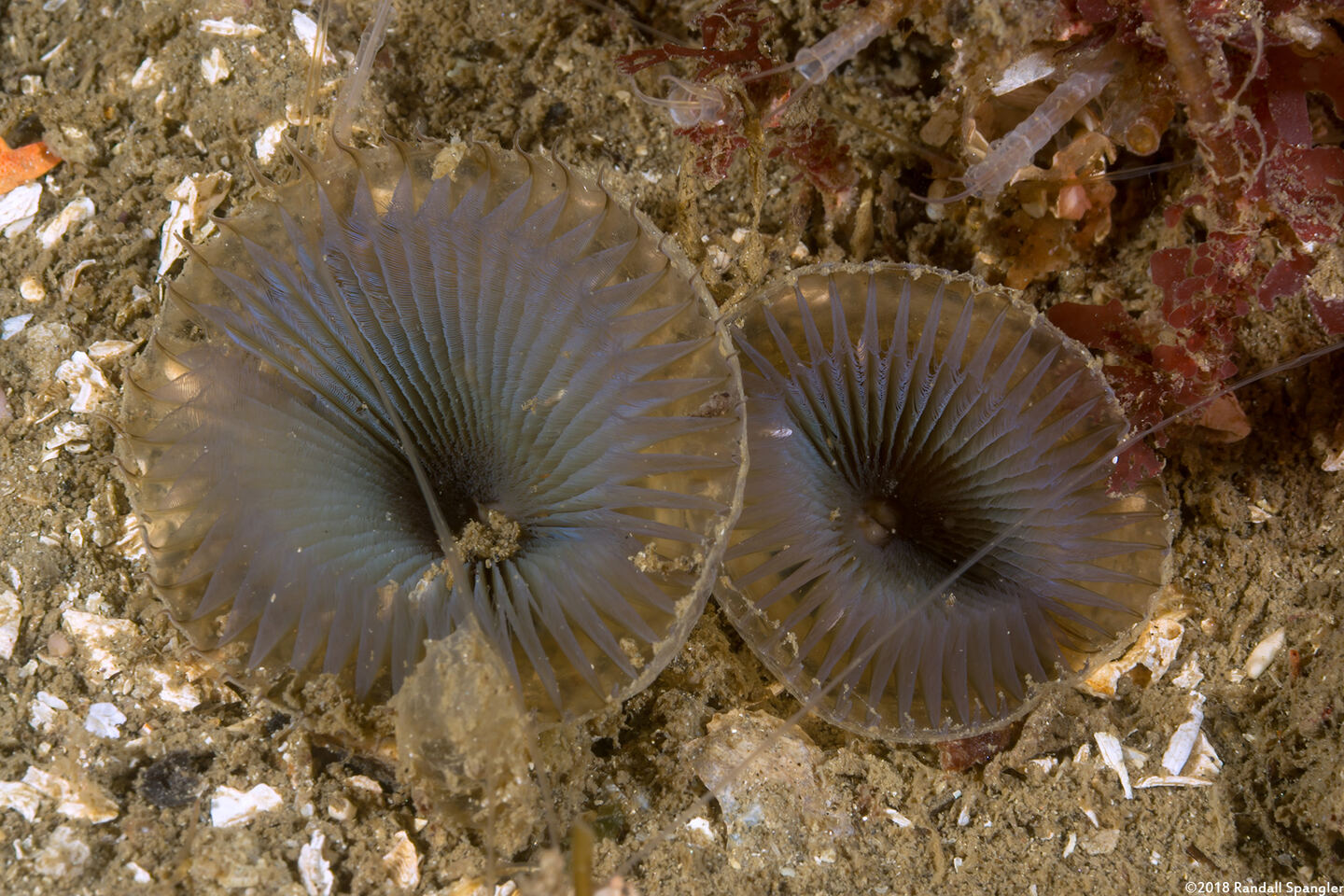 Myxicola sp.1 (Slime Fan Worm)
